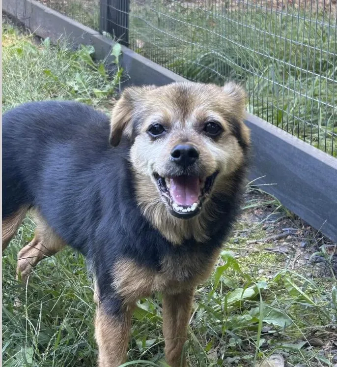 A senior medium-sized female Tricolor (Brown, Black, & White) Beagle dog named Thelma for adoption in Pleasant Valley, NY