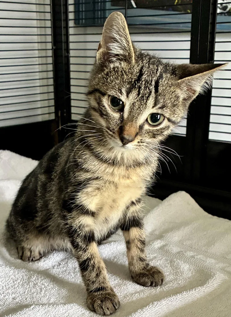 A baby small-sized male Domestic Short Hair cat named Splash for adoption in Lexington, SC