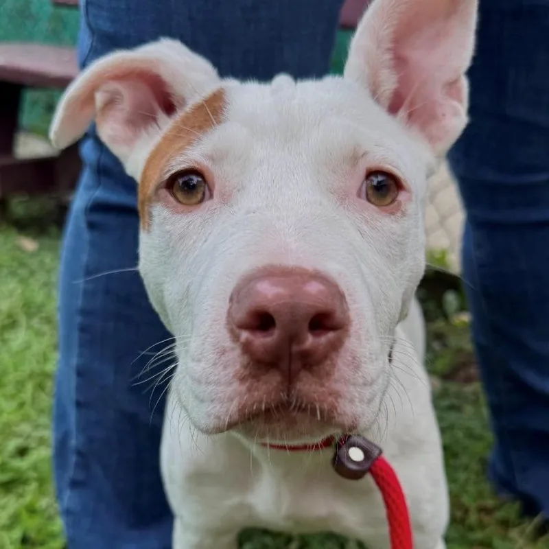 A young medium-sized female White / Cream Pit Bull Terrier dog named Rosette for adoption in East Hanover, NJ