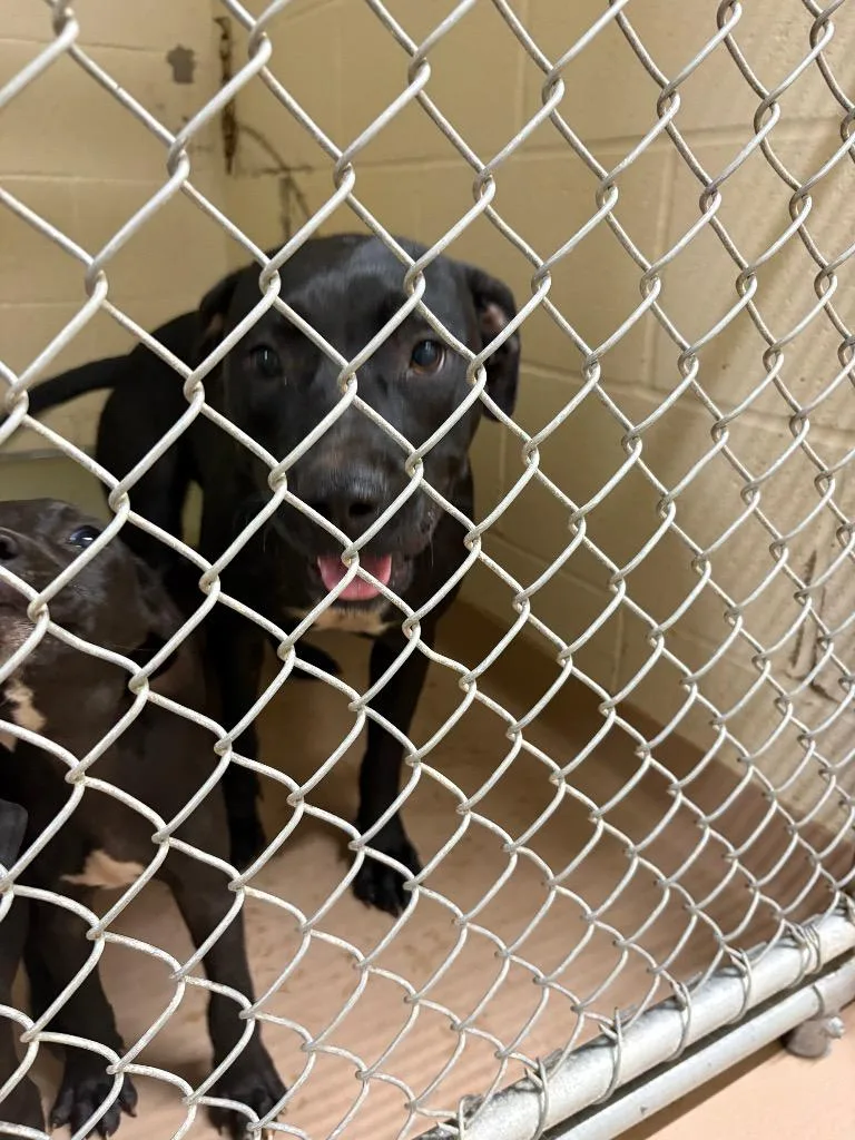 A young medium-sized female Pit Bull Terrier dog named Duskie for adoption in Nacogdoches, TX