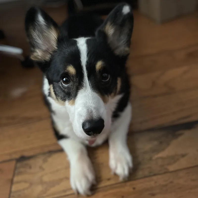 An adult medium-sized male Corgi dog named Jenkins for adoption in Colleyville, TX
