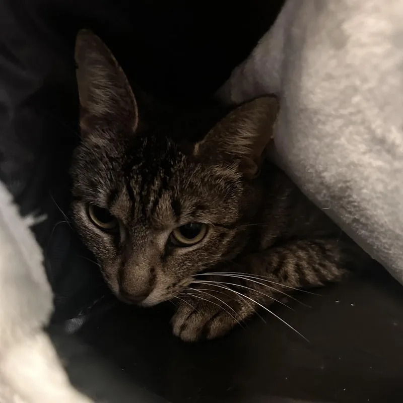 A young small-sized female Brown / Chocolate Domestic Short Hair cat named Beanie for adoption in Rocky Mount, VA