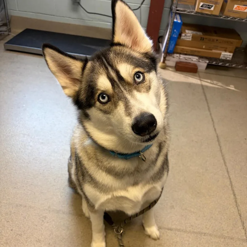 An adult large-sized male Gray / Blue / Silver Mixed Breed dog named Lenny for adoption in Fredericksburg, VA