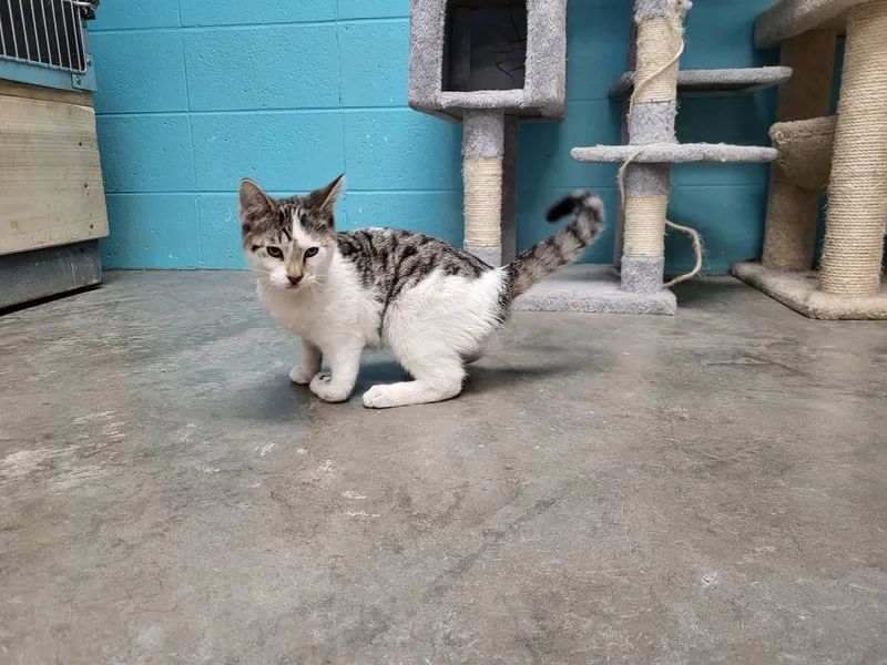 Tremble & Pierre thumbnail 2