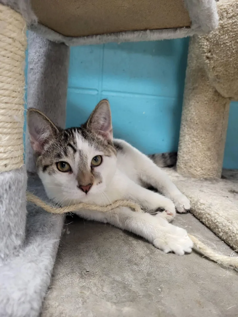 Tremble & Pierre thumbnail 3