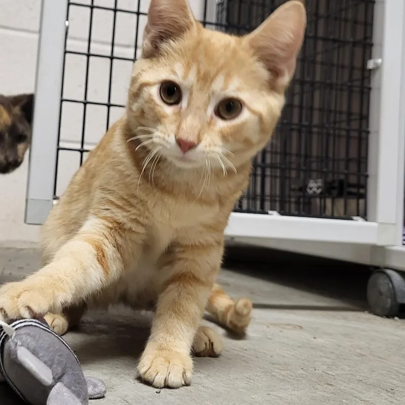 Tremble & Pierre thumbnail 5