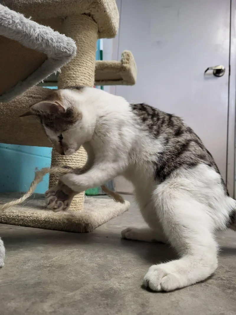 Tremble & Pierre thumbnail 6