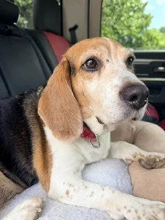 A senior medium-sized female Beagle dog named Madeline {COMING SOON} for adoption in Nashville, TN