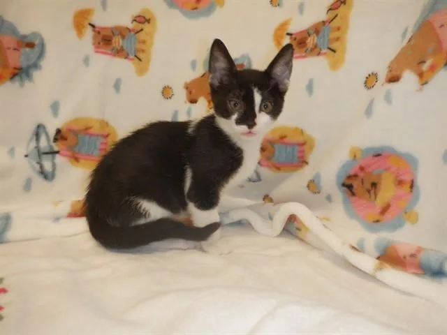 A baby small-sized male Domestic Short Hair cat named Super Duper Burger for adoption in San Jose, CA