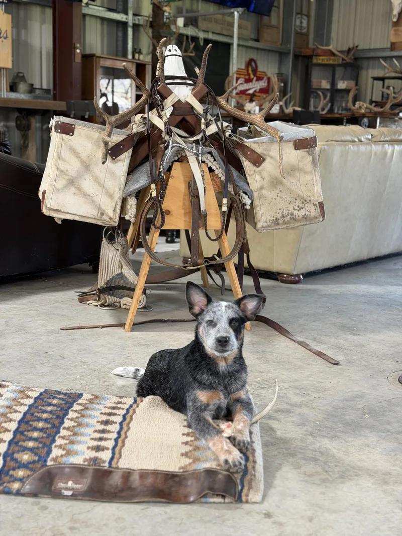 A young medium-sized male Australian Cattle Dog / Blue Heeler dog named Goose for adoption in Hayward, CA