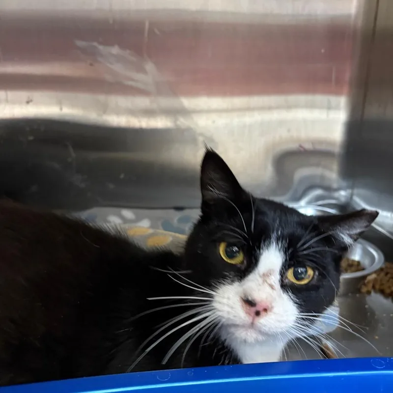 A young medium-sized male Black Domestic Short Hair cat named Dijon for adoption in Kanab, UT
