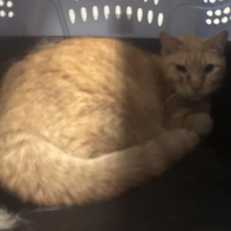 An adult large-sized male Orange / Red Domestic Short Hair cat named Banana for adoption in Yuma, AZ