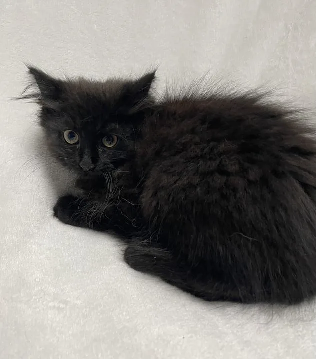 A young medium-sized male Black Domestic Medium Hair cat named Baby Spice for adoption in Jackson, MI
