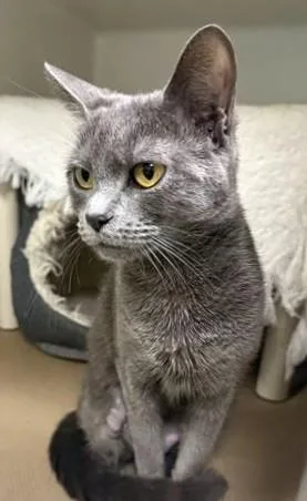 Lila