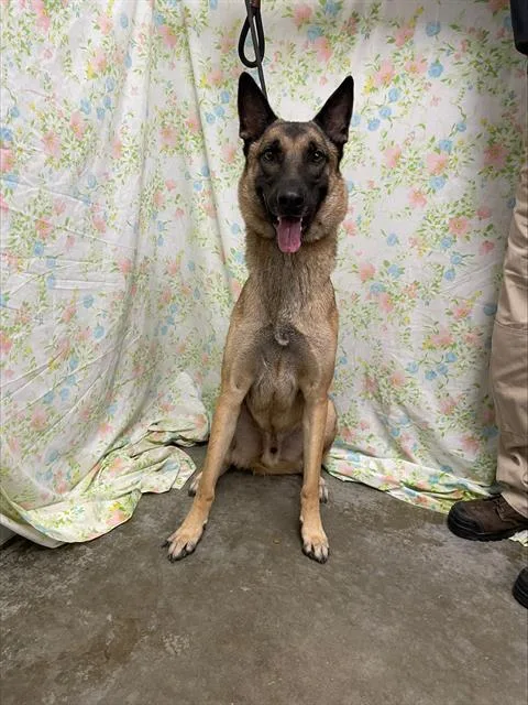 An adult large-sized male Belgian Shepherd / Malinois dog named Maxx for adoption in Rosenberg, TX