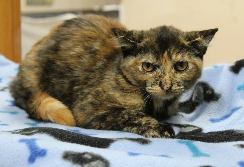 A baby medium-sized female Tortoiseshell cat named Hope for adoption in Portage, WI