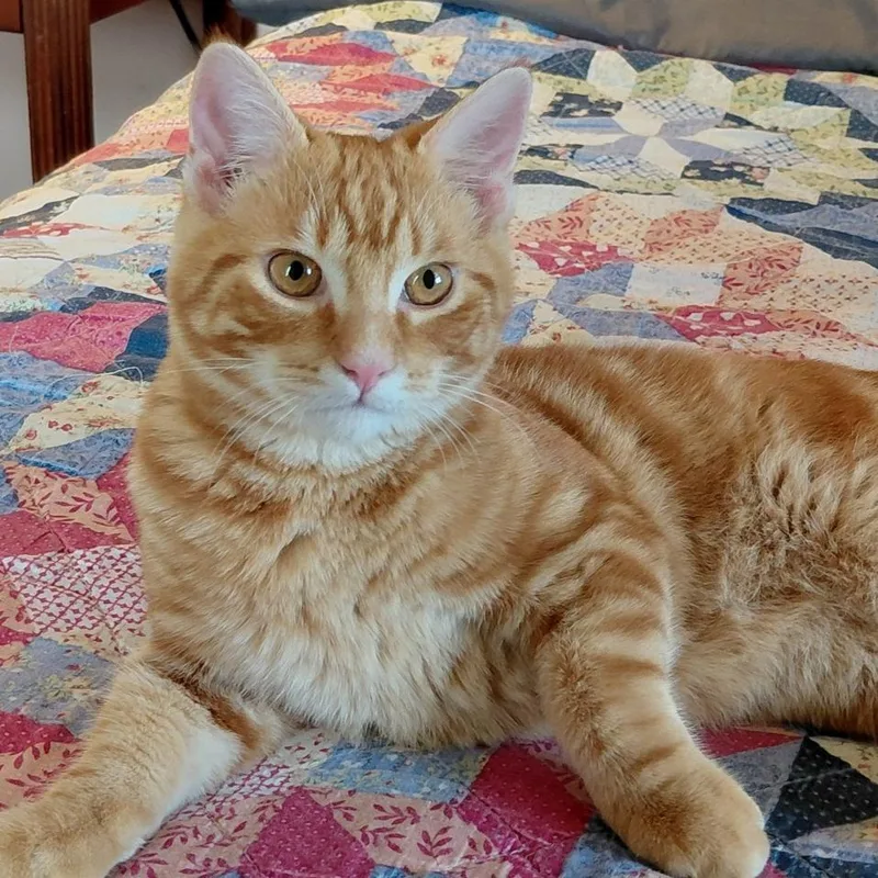 A baby medium-sized male Orange / Red Domestic Short Hair cat named Ringo for adoption in Washington Township, OH