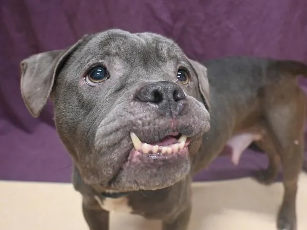An adult medium-sized female Pit Bull Terrier dog named Rainboots for adoption in Portland, OR