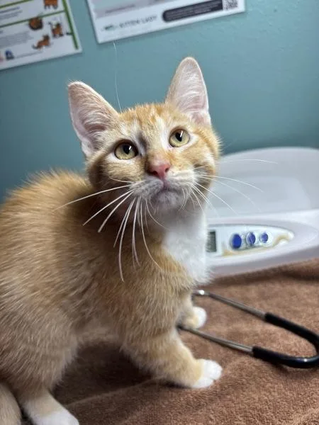 A baby small-sized male Domestic Short Hair cat named Cinnamon Glow for adoption in Sherwood, OR
