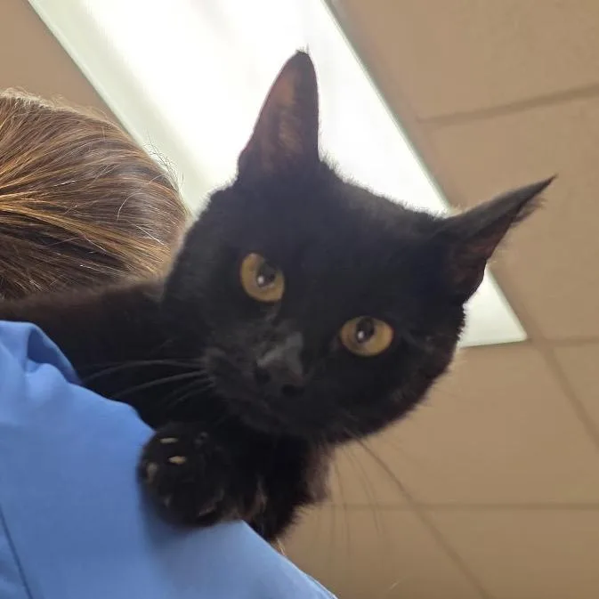 A young medium-sized female Black Domestic Short Hair cat named Juno U for adoption in Tupelo, MS