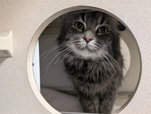 An adult small-sized male Domestic Long Hair cat named Mango Sticky Rice Ii for adoption in Denver, CO