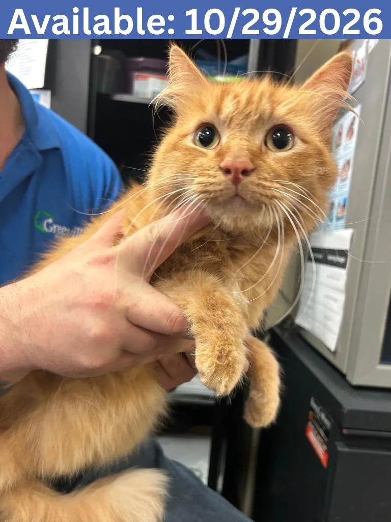 An adult medium-sized male Domestic Long Hair cat named Cat Condo  "Chester for adoption in Greenville, TX