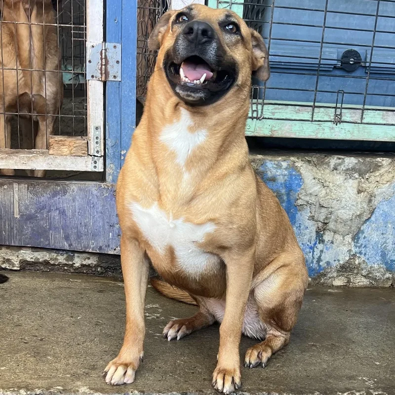 An adult medium-sized female Mixed Breed dog named Petaka for adoption in Palm Desert, CA