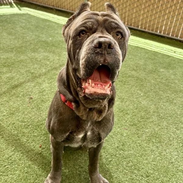 A senior extra large-sized male Cane Corso dog named Koa for adoption in Oceanside, CA