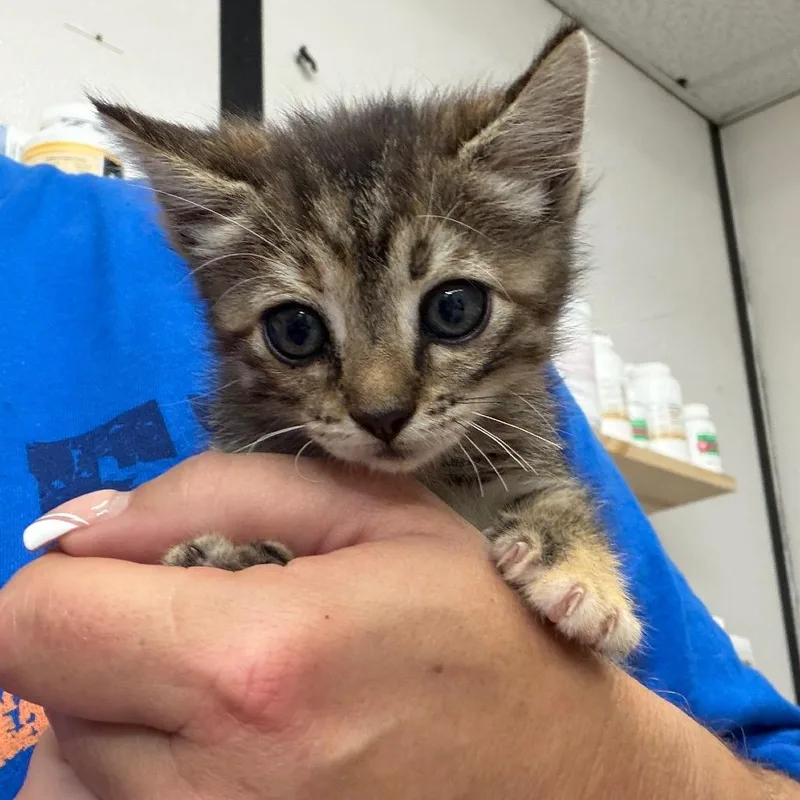 A baby small-sized female Gray / Blue / Silver Domestic Short Hair cat named Doe for adoption in Lake Jackson, TX