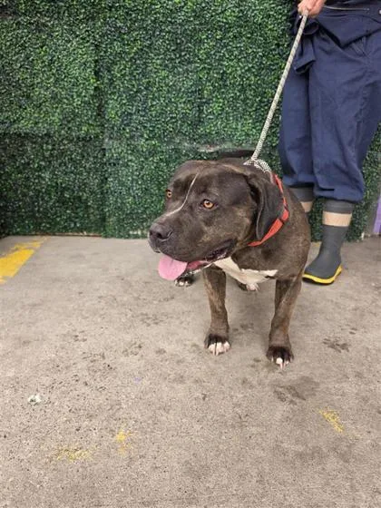 An adult large-sized female Brindle Pit Bull Terrier dog named 60794681 for adoption in El Paso, TX