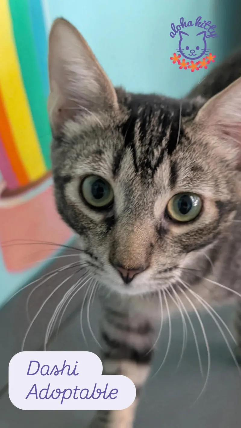 A baby medium-sized male Tabby (Buff / Tan / Fawn) Domestic Short Hair cat named Dashi for adoption in Honolulu, HI