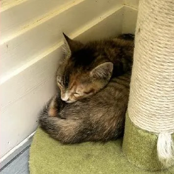 A baby medium-sized female Domestic Short Hair cat named Becky for adoption in Monroe, NC