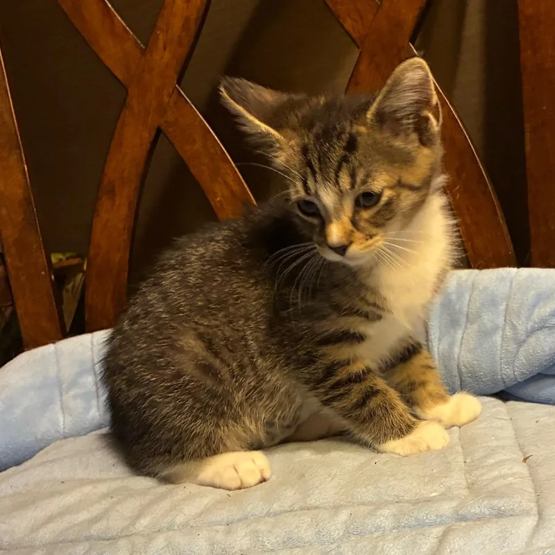 A baby small-sized male Brown / Chocolate Domestic Short Hair cat named Aiden for adoption in Carmel, IN