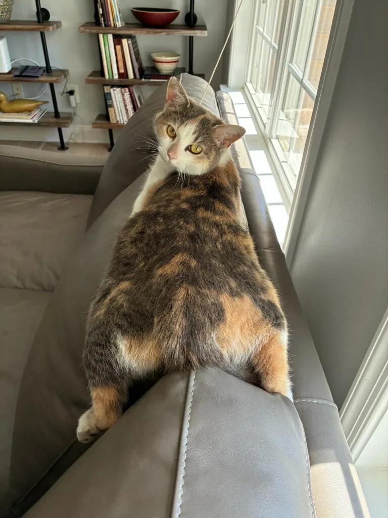 A young medium-sized female Dilute Calico Domestic Short Hair cat named Khloe for adoption in Williamsburg, VA