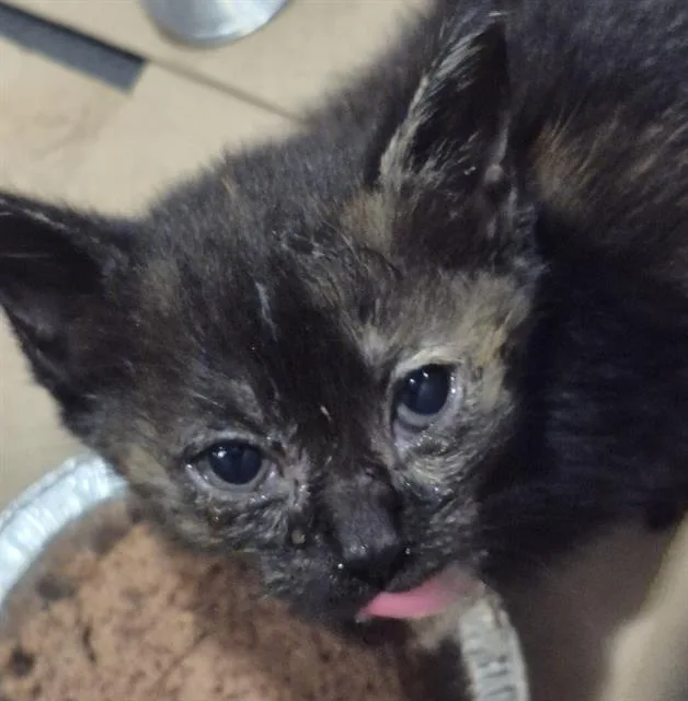 A baby small-sized female Domestic Medium Hair cat named Salsa for adoption in San Antonio, TX