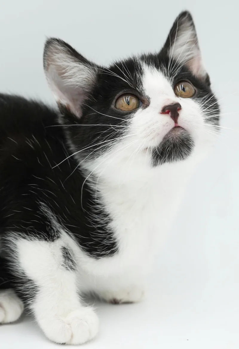 A baby small-sized male Black Tuxedo cat named Silas is sweet and for adoption in Bedford Hills, NY