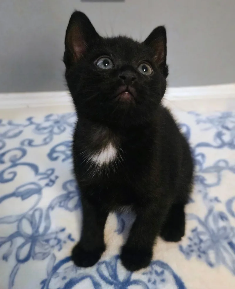 Jet