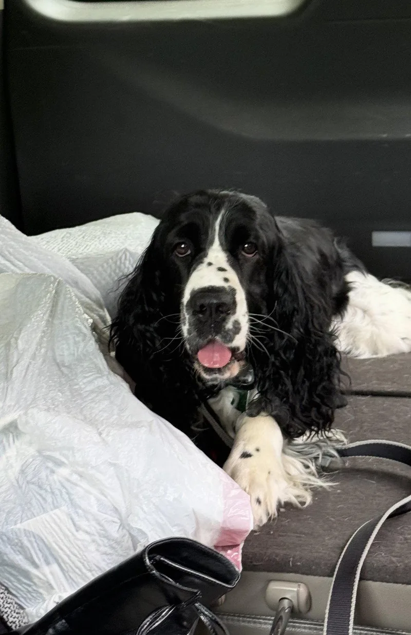 A young medium-sized female English Springer Spaniel dog named Willow for adoption in Ball Ground, GA