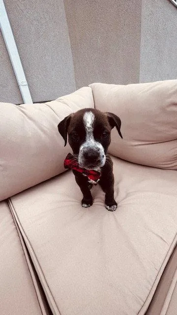 A baby medium-sized male Pit Bull Terrier dog named Beige Winston for adoption in Salt Lake City, UT