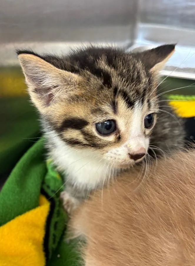 A baby small-sized male Domestic Short Hair cat named Boo Boo for adoption in Hartsville, SC
