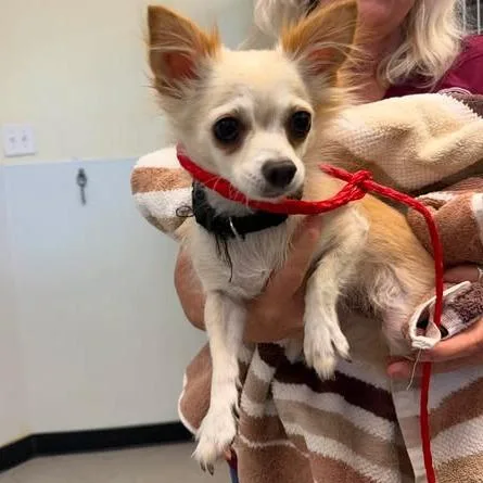 An adult small-sized female White / Cream Chihuahua dog named Millie for adoption in Bastrop, TX