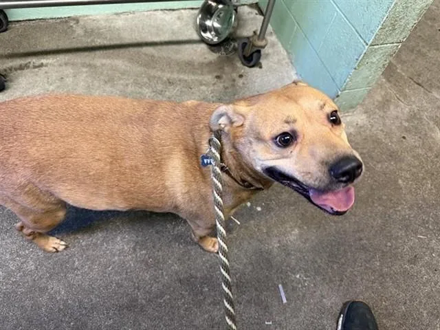 An adult large-sized male Pit Bull Terrier dog named Chonkers for adoption in Sacramento, CA
