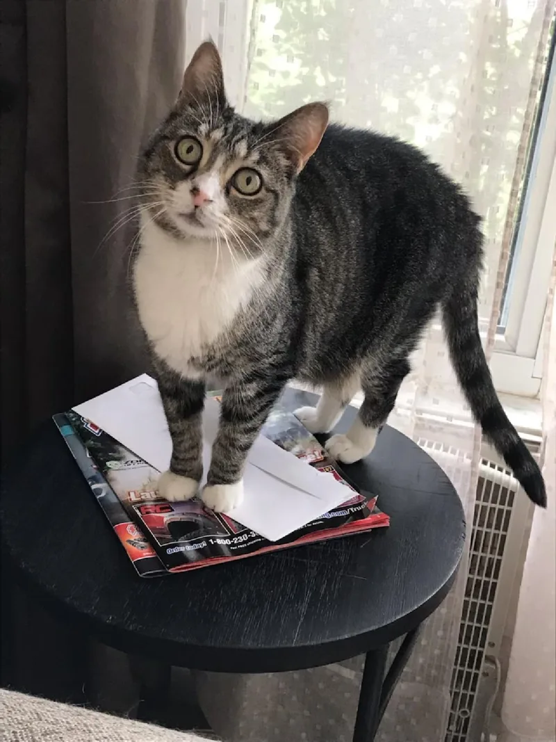 An adult medium-sized female Domestic Short Hair cat named Baby  Courtesy Listing for adoption in Rootstown, OH