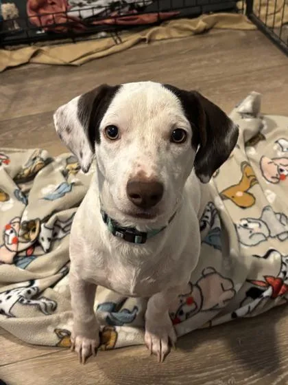 A baby small-sized male Dachshund dog named Jack for adoption in Morton Grove, IL