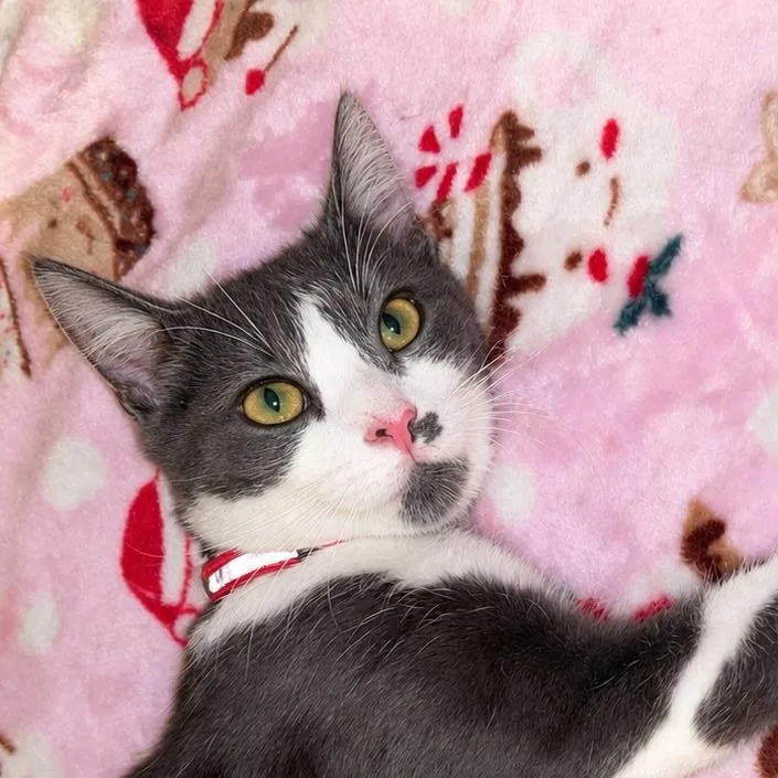 A young medium-sized female Gray & White Domestic Short Hair cat named Ella for adoption in Santa Ana, CA