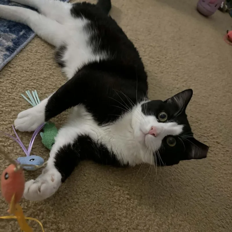 An adult extra large-sized male Black Domestic Short Hair cat named Marley for adoption in Hedgesville, WV