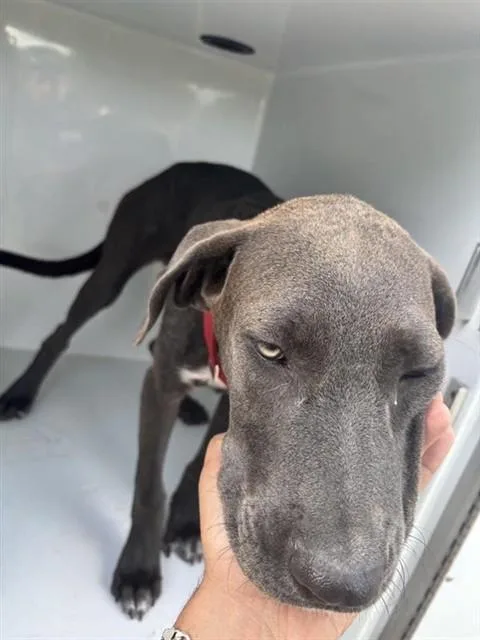 An adult medium-sized female Labrador Retriever dog named Luna for adoption in Houston, TX