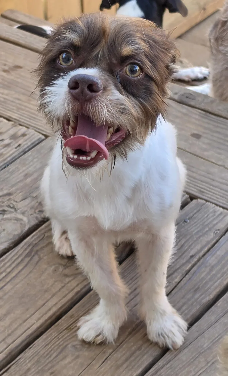 A young small-sized male Shih Tzu dog named Griffin for adoption in Edinburg, TX
