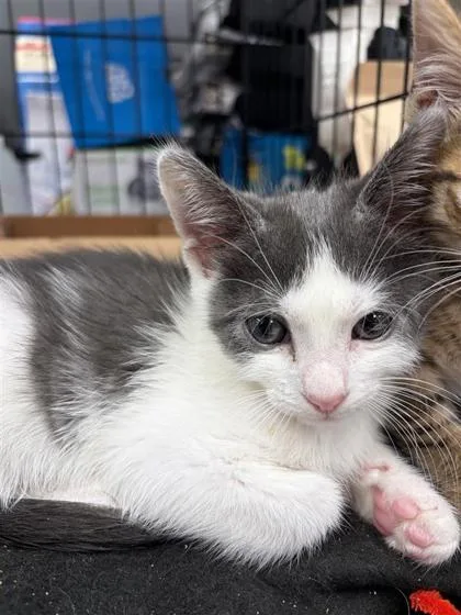 A baby small-sized male Domestic Short Hair cat named Jessie for adoption in West Chester, PA