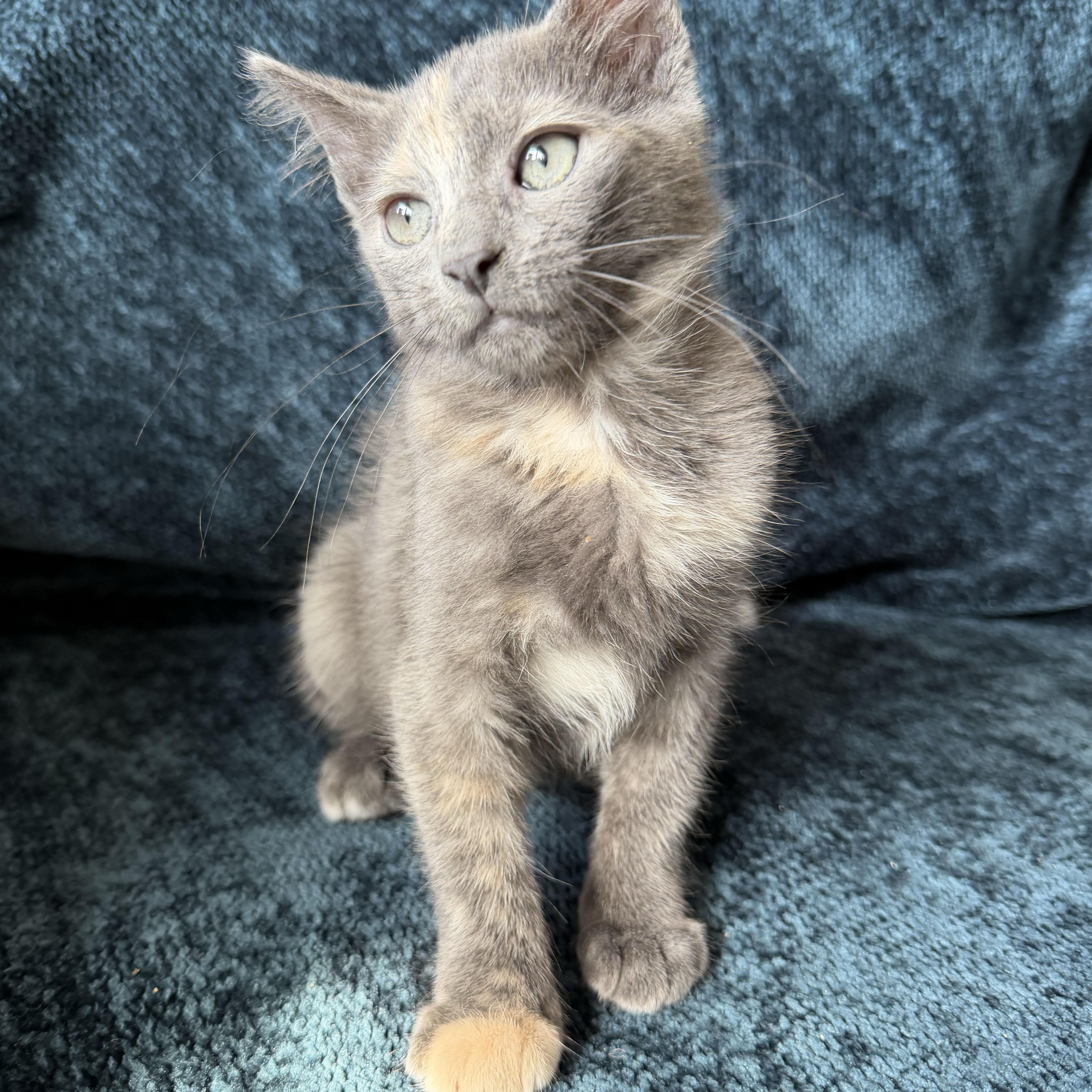 A baby medium-sized female Dilute Tortoiseshell Domestic Short Hair cat named Pinot Grigio for adoption in BROOKLYN, NY